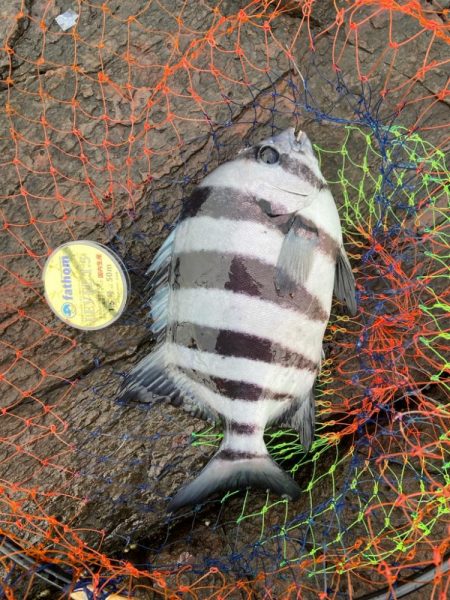 まさかの石鯛とヘダイ