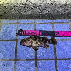 ボトムパンプのみ😗