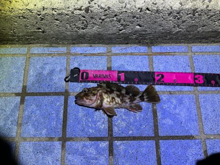 ボトムパンプのみ😗