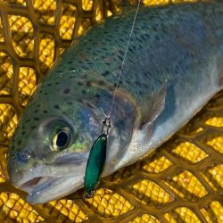 今季初トラウト