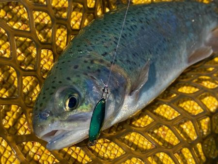 今季初トラウト