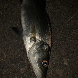 南紀のヒラスズキ