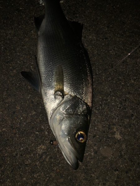 南紀のヒラスズキ