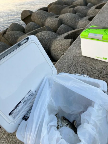 ノマセデビュー