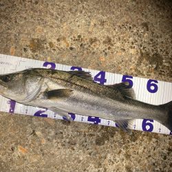 真冬のシーバスフィッシング