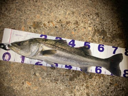 真冬のシーバスフィッシング