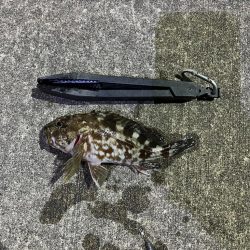 ガシラ好調です