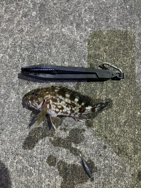 ガシラ好調です