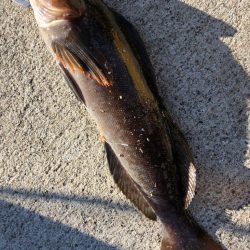 ✨朝イチロックフィッシュ✨