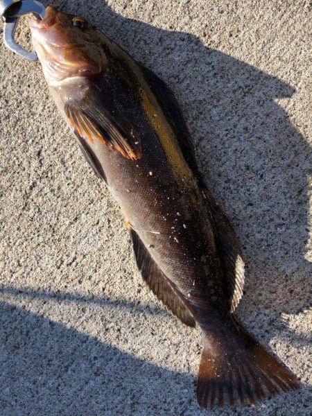 ✨朝イチロックフィッシュ✨