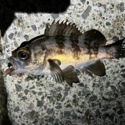 激渋メバリング