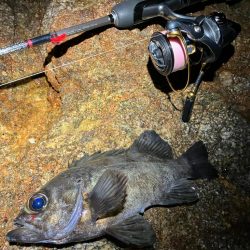 淡路島でライトゲーム