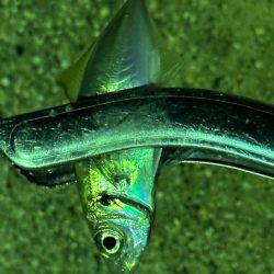 年始初アジング