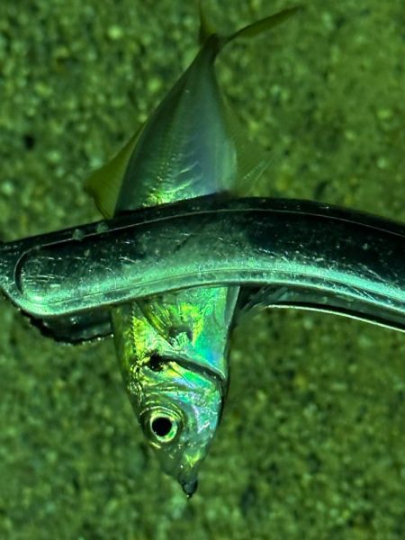 年始初アジング