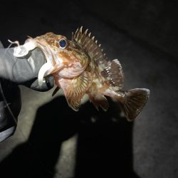 ナイトアジング