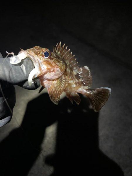 ナイトアジング