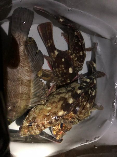 泉州名物ガシラ祭り