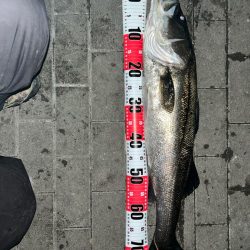 久しぶりのコスモ