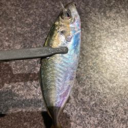 飛ばしサビキで良型連発