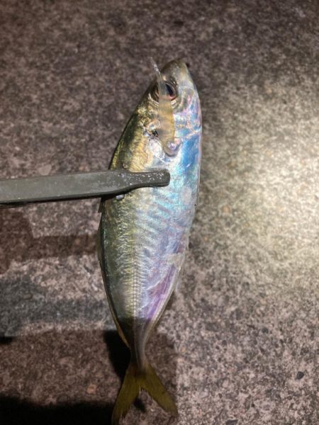 飛ばしサビキで良型連発