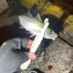 アジングゥ〜♩