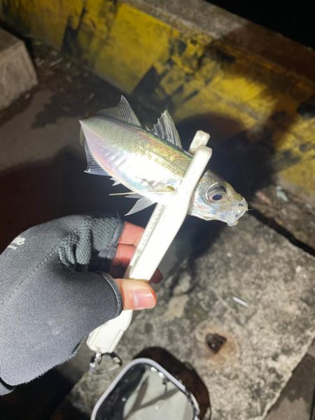 アジングゥ〜♩