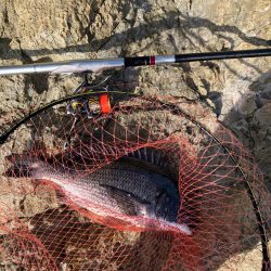 磯　フカセ釣り