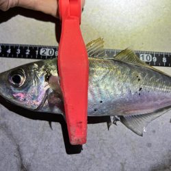 鯵を探して三千里 Vol.83