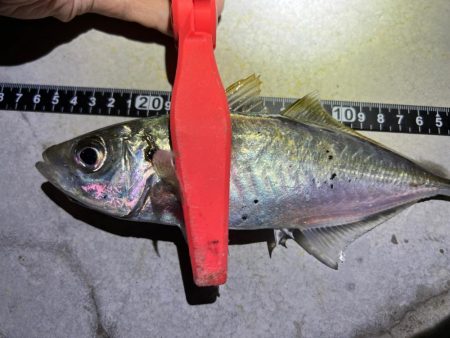 鯵を探して三千里 Vol.83