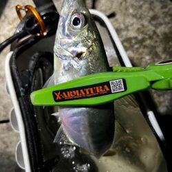 爆風小雨アジング