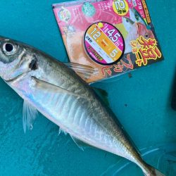 オキアミ五目釣り