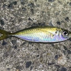 メバルを求めてアジ三匹