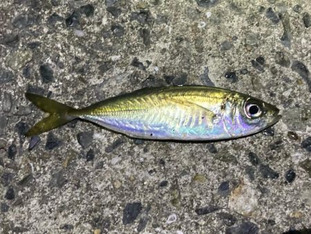 メバルを求めてアジ三匹