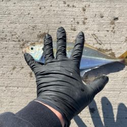 和歌山デカ鯵狙い