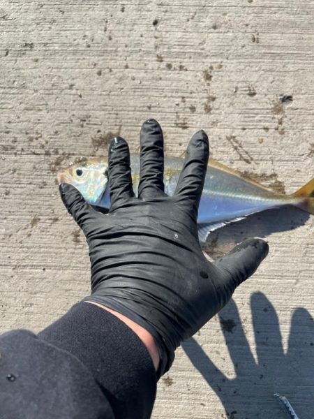 和歌山デカ鯵狙い