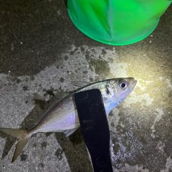 メバル 大アジ釣れました