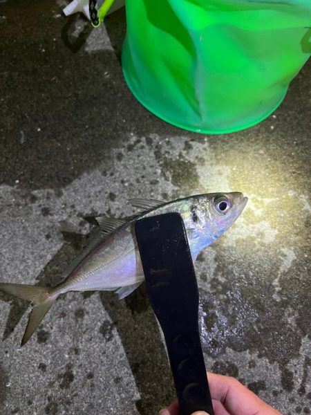 メバル 大アジ釣れました