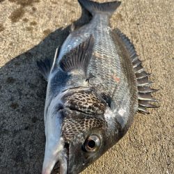 エビ撒きで初チヌ釣れました