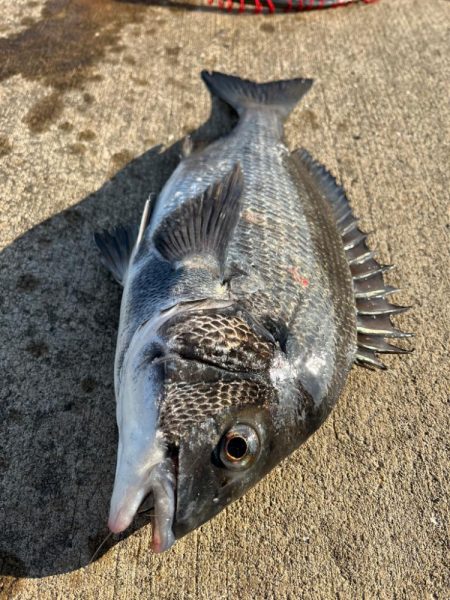 エビ撒きで初チヌ釣れました