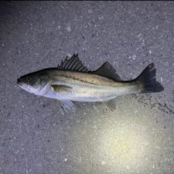 風が強くなる前に