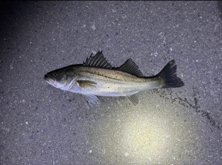 風が強くなる前に