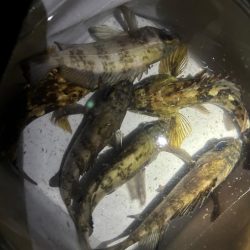 雨のメバリング