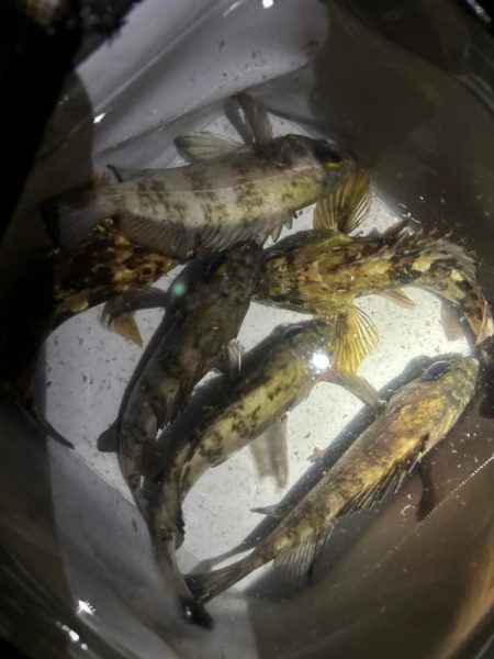 雨のメバリング