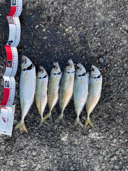 デカアジそこそこ！