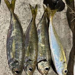 アジまだ居てる