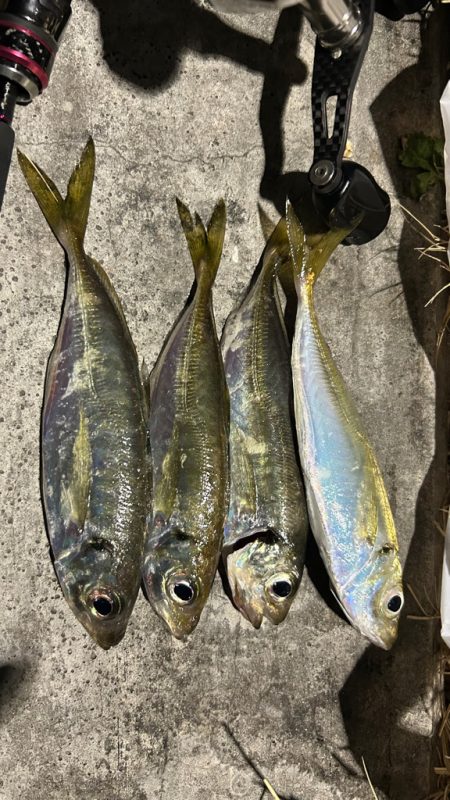 アジまだ居てる