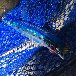 シーバスフィッシング