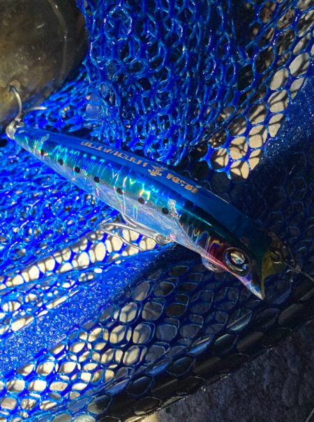 シーバスフィッシング