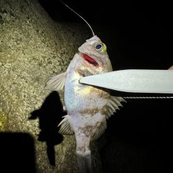 真冬のライトゲーム メバリング