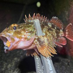 アジと根魚狙い